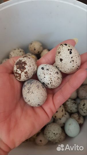 Яйца перепелиные домашние