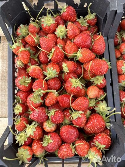 Перец болгарский красный