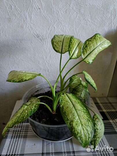 Диффенбахия