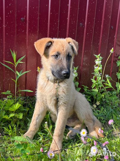 Щенок мальчик Оскар 3,5 мес