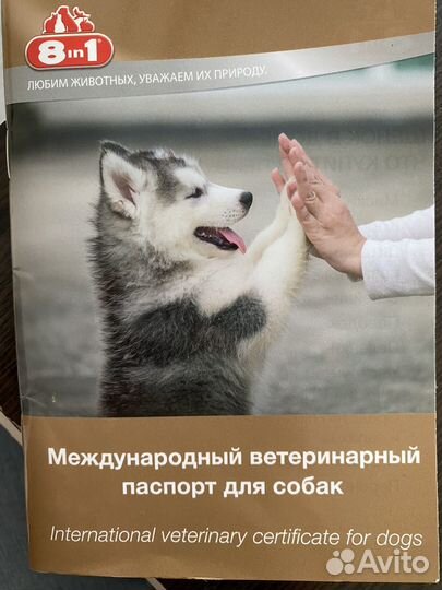 Болонка мальтезе