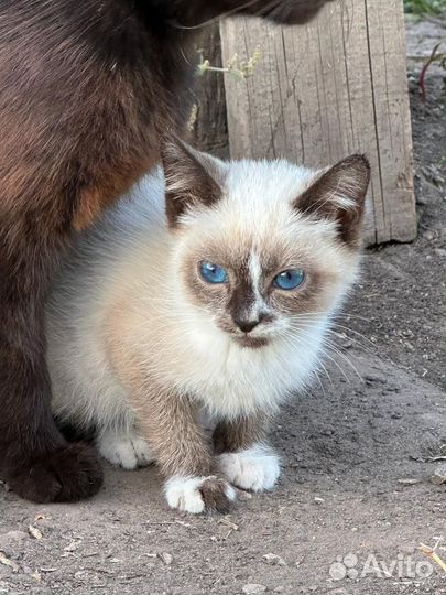 Котенок 2 месяца девочка,невероятной красоты