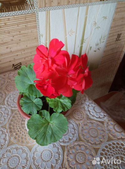 Герань пеларгония королевская