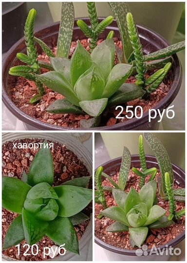 Суккуленты