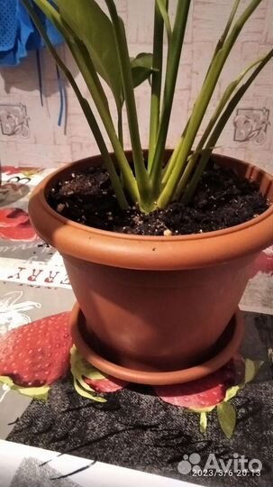 Женское счастье