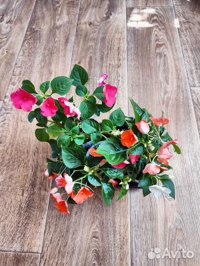 Бальзамин, авокадо, хлорофитум, аглаонема