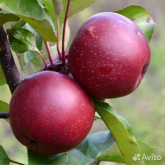Саженцы яблони Байя Мориса
