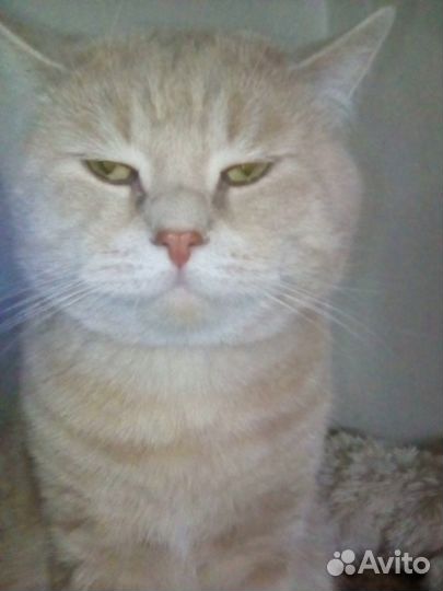 Кот для вязки