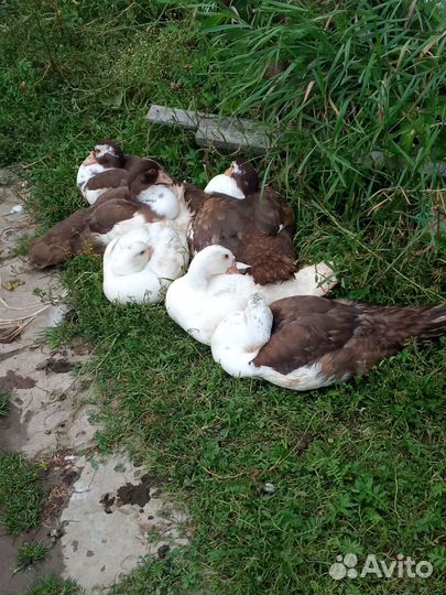 Индоутята подрощенные