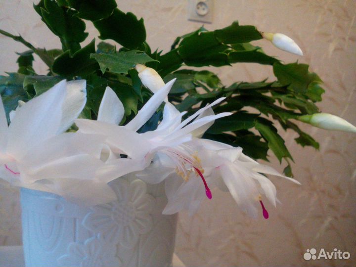 Укорененные отростки Шлюмбергера (декабристы)