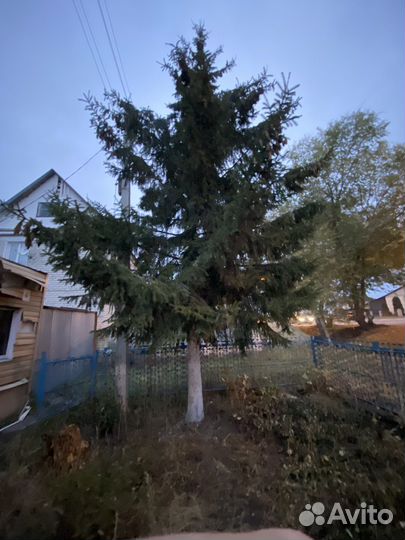 Ель многолетняя