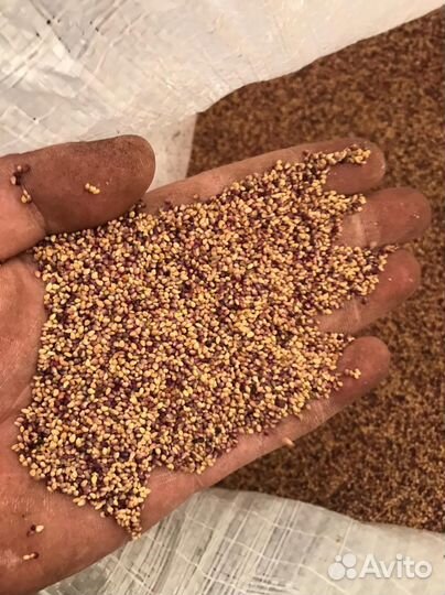 Семена многолетних и однолетних трав,пастбищные