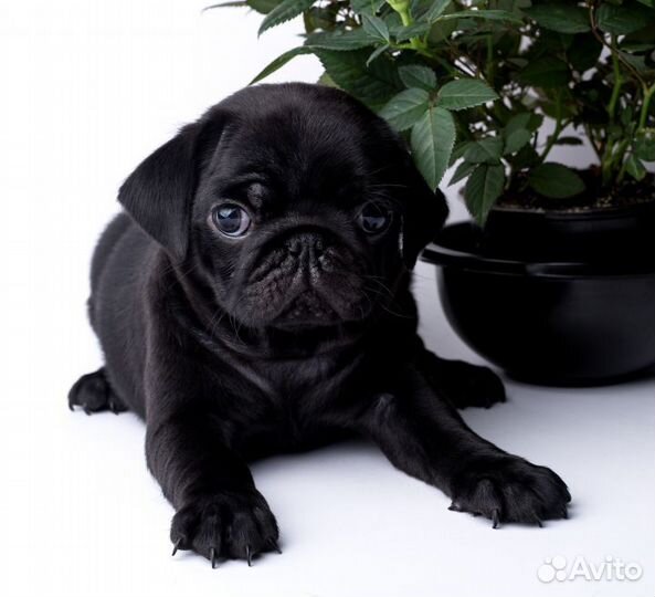 Щенки мопса