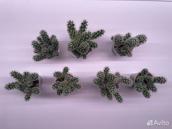 Кактусы Маммилярия и Опунция