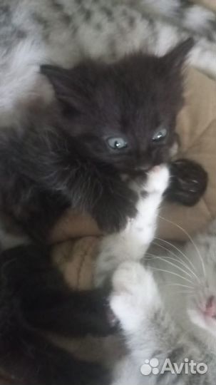 Отдам котёнка в добрые руки