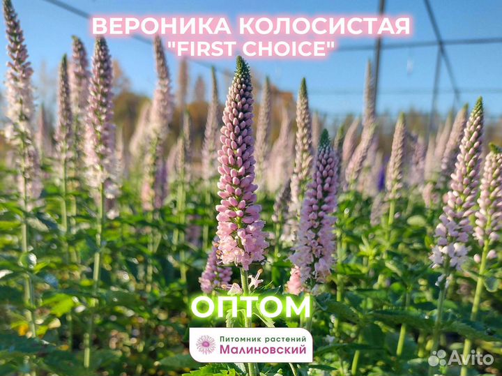 Коллекция Вероники Опт с Питомника