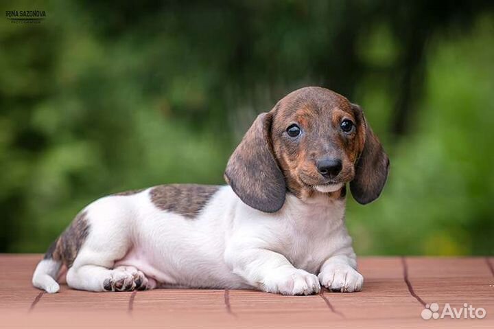 Такса щенки кроличьи/мини в шикарном окрасе