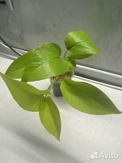 Сциндапсусы, Эпипремнумы