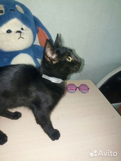 Котёнок в самые добрые руки