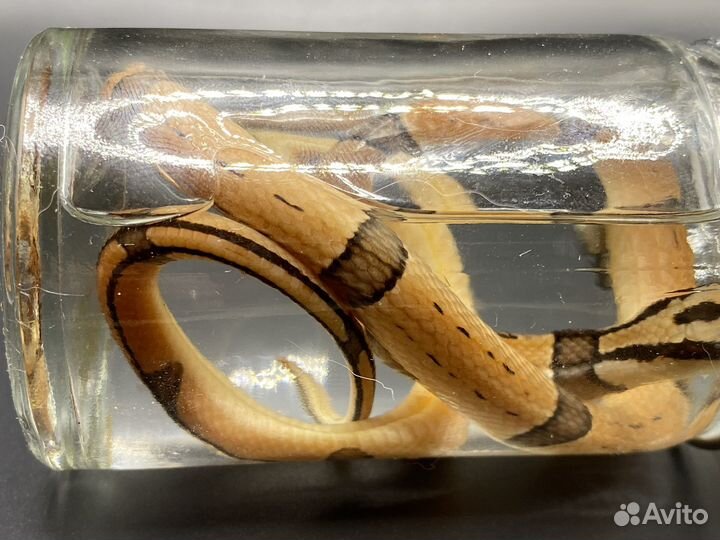 Пособие для ветеринарных заведений