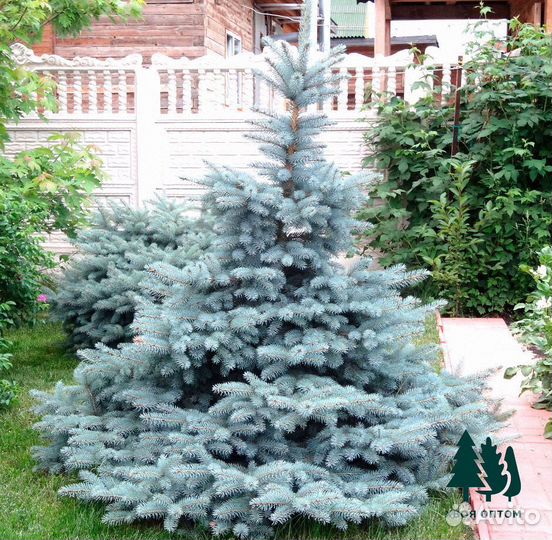 Ель голубая разных размеров. Под заказ