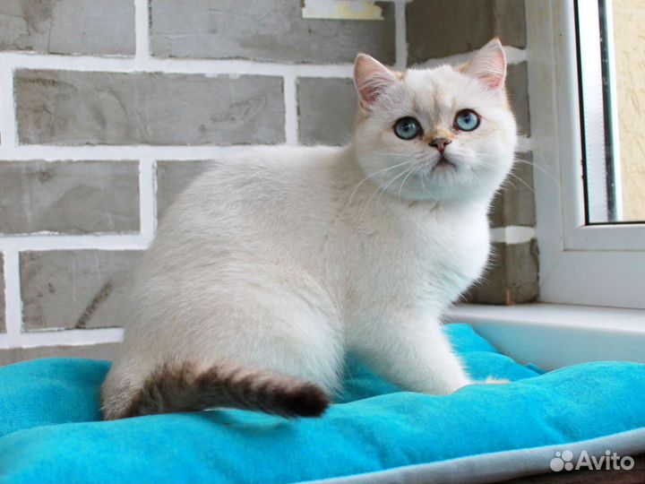 Британские котята