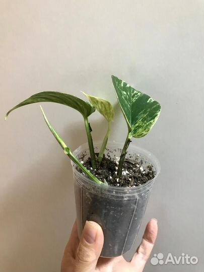 Эпипремнум марбл квин