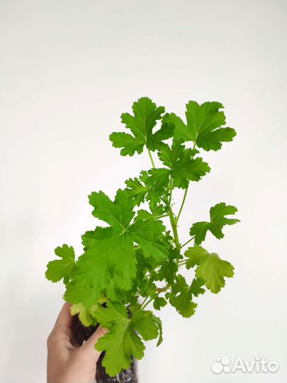 Герань душистая