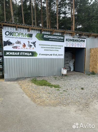 Оккорм