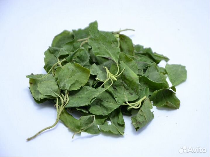 Боровая матка Ортилия однобокая 100г