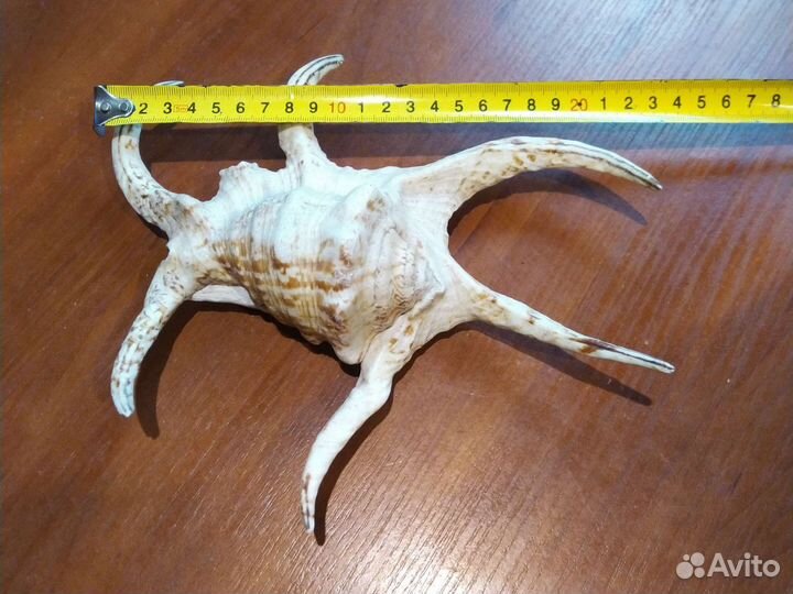 Морские раковины большие