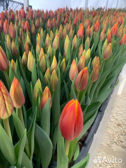 Тюльпаны оптом
