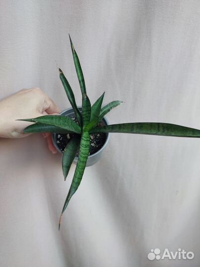Сансевиерии сортовые