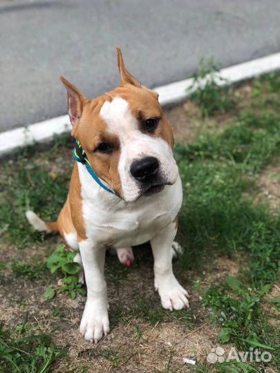 Передержка собак