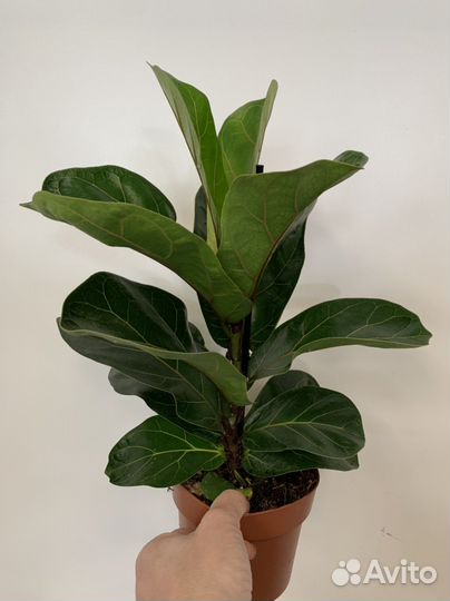 Фикус лирато бамбино