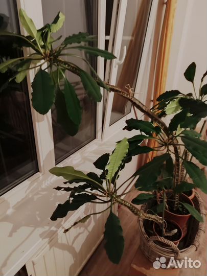 Комнатные домашние растения