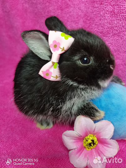 Карликовые кролики