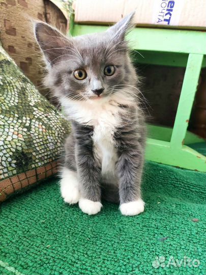 Кошка в дар бесплатно