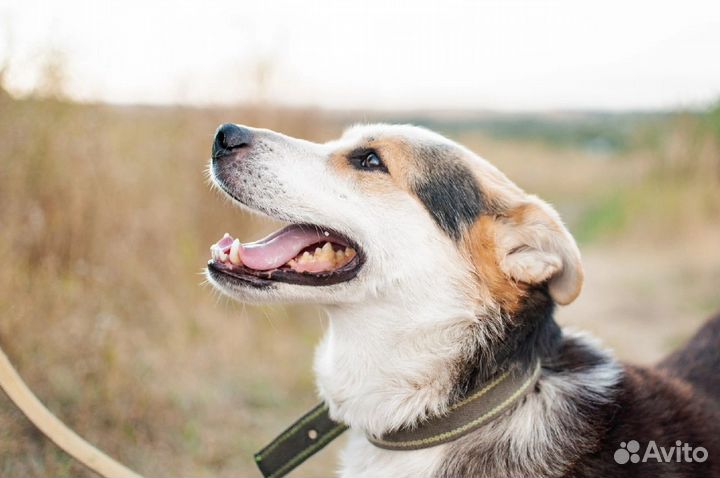 Молодой пес из приюта