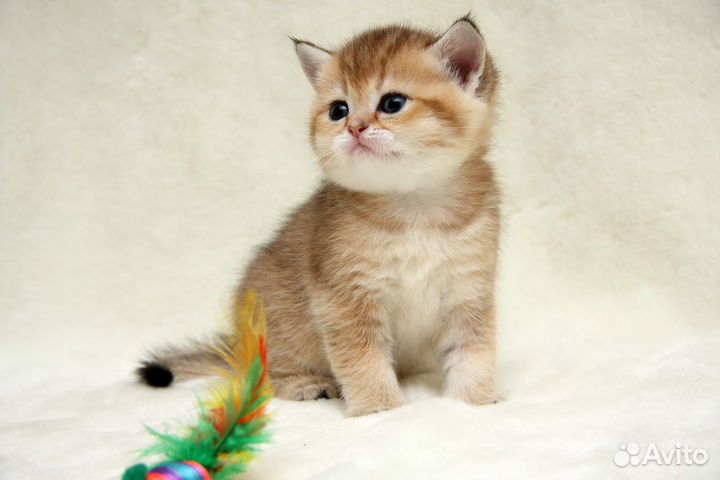Британские котята Золотая шиншилла