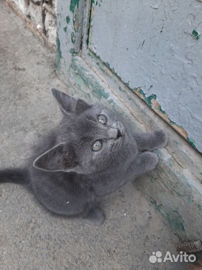 Котята в добрые руки девочки
