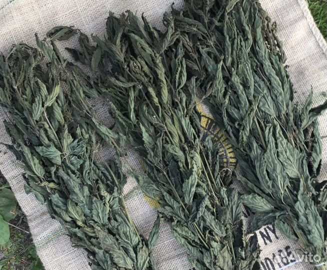 Крапива. Травы для бани