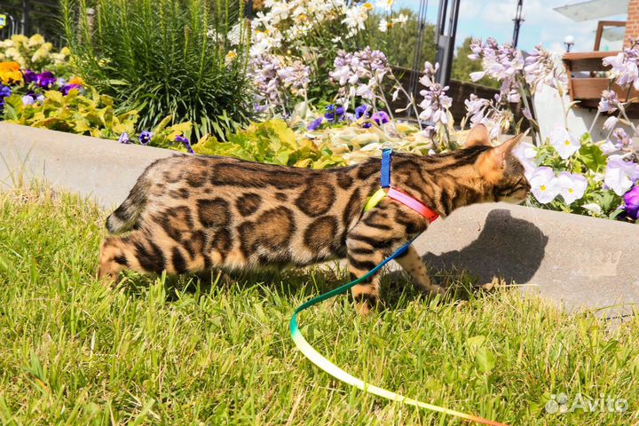 Бенгальский котенок девочка