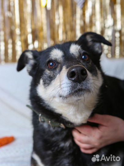 Собака из приюта хочет домой, помощь приюту