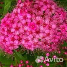 Спирея японская Мерло Стар