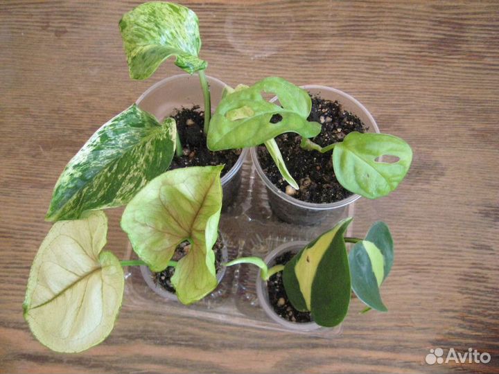 Сет из ароидных. Наборы из сортовых растений для н