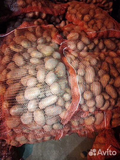 Картофель свежий урожай Бриз