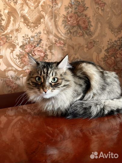 Кошка