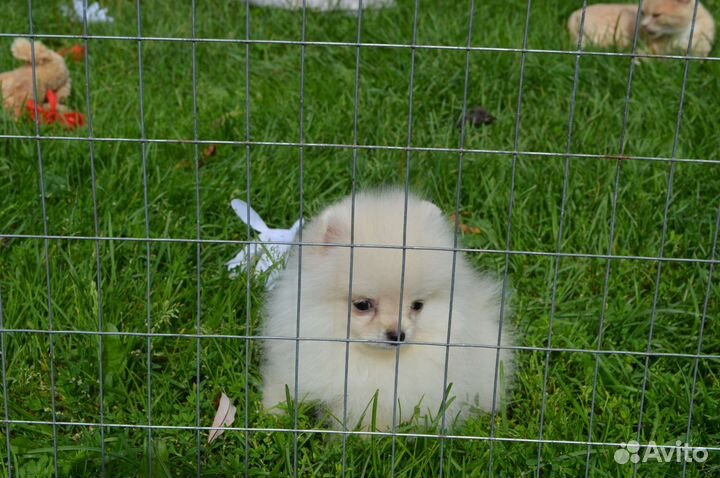 Деврчка пом супер мини