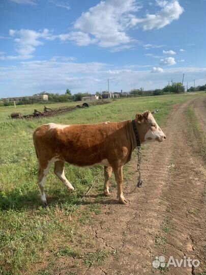 Быки, телка